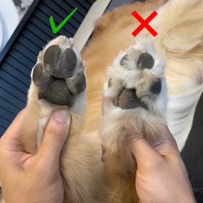 Vergleich von zwei Hundefoten, gepflegt links mit grünem Haken, ungepflegt rechts mit rotem X